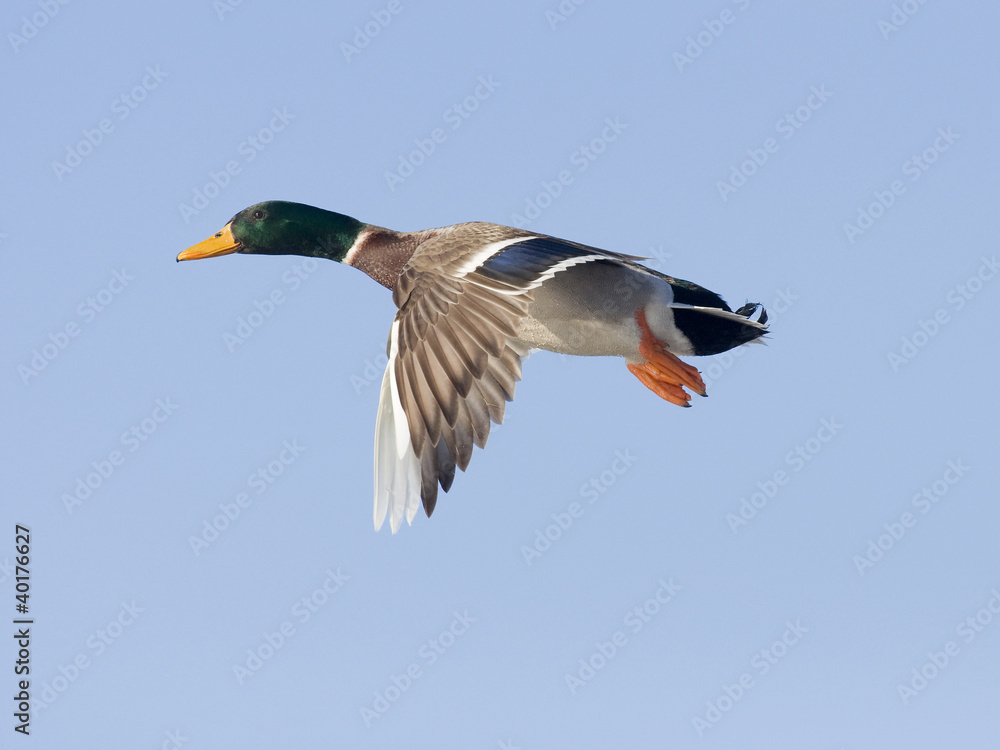 Obraz premium Flying Mallard
