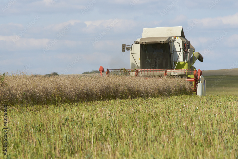 Naklejka premium Rapsernte