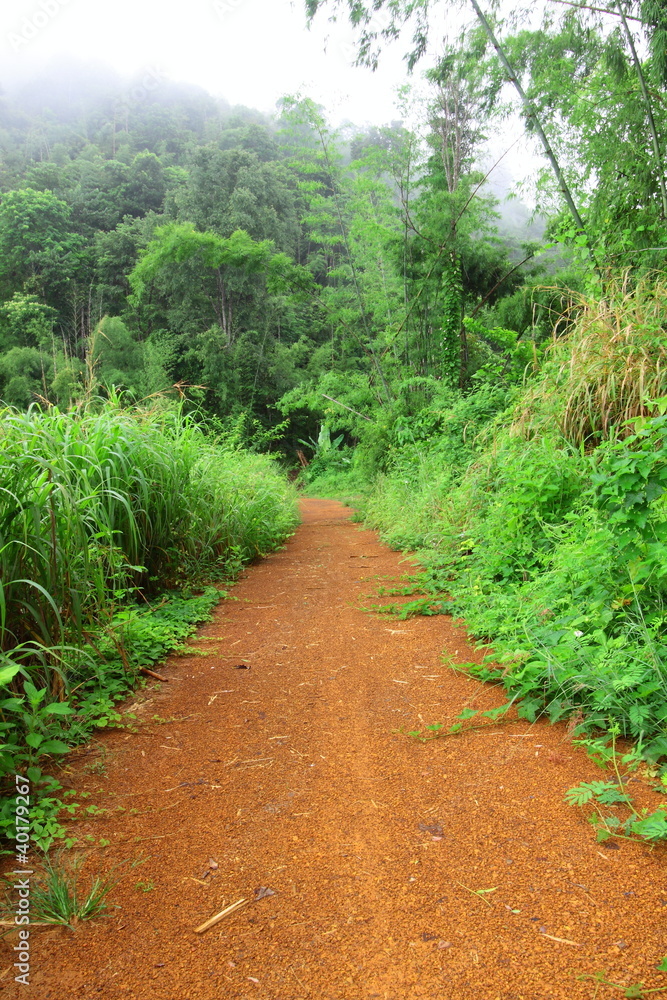 Journey into plentiful green and mist in the morning Journey into plentiful green and mist in the morning