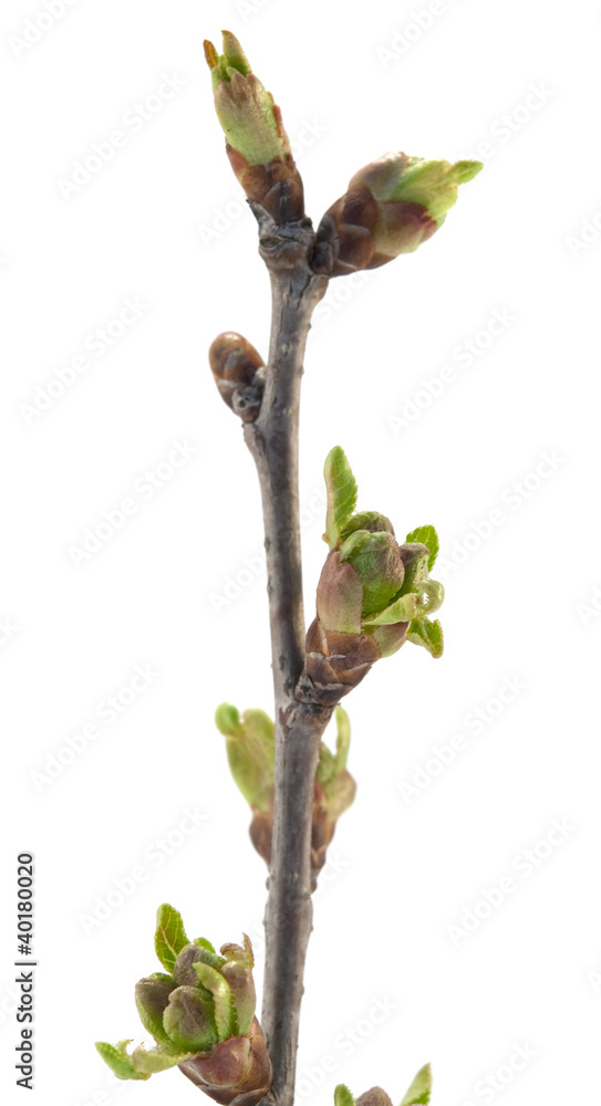 Foto young buds of tree
