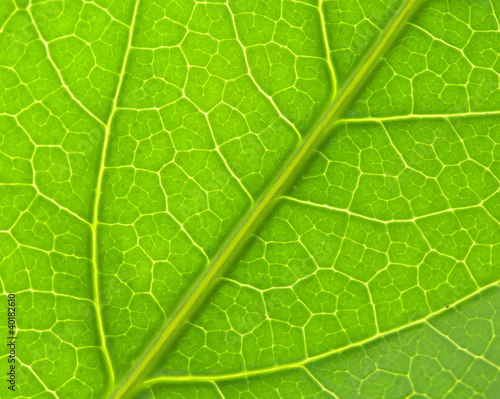 LEAF TEXTURE