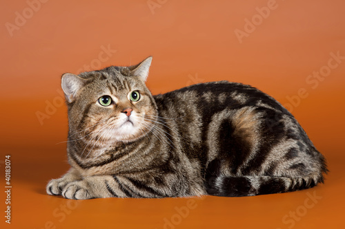 Wallpaper Mural Scottish straight on orange background Torontodigital.ca