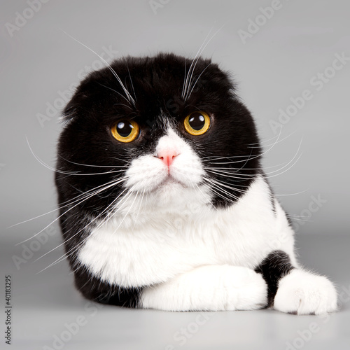 Cat head on grey background
