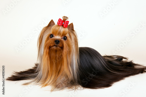 Young Yorkie on light background