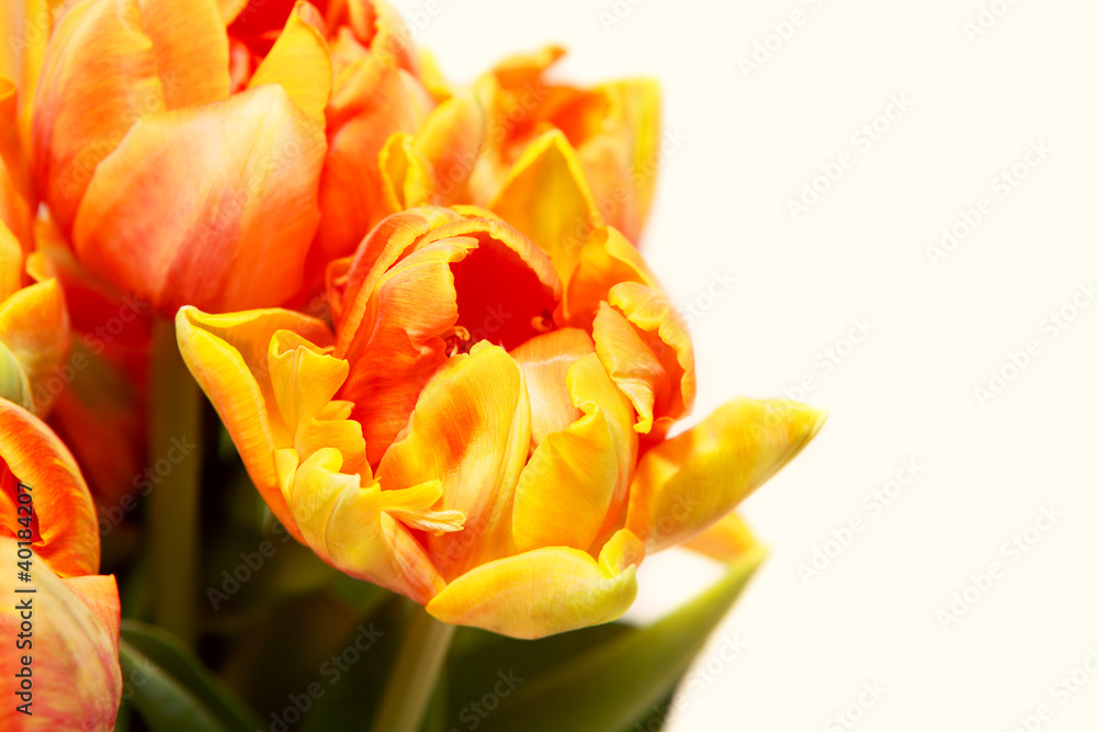 beautiful tulips beautiful tulips