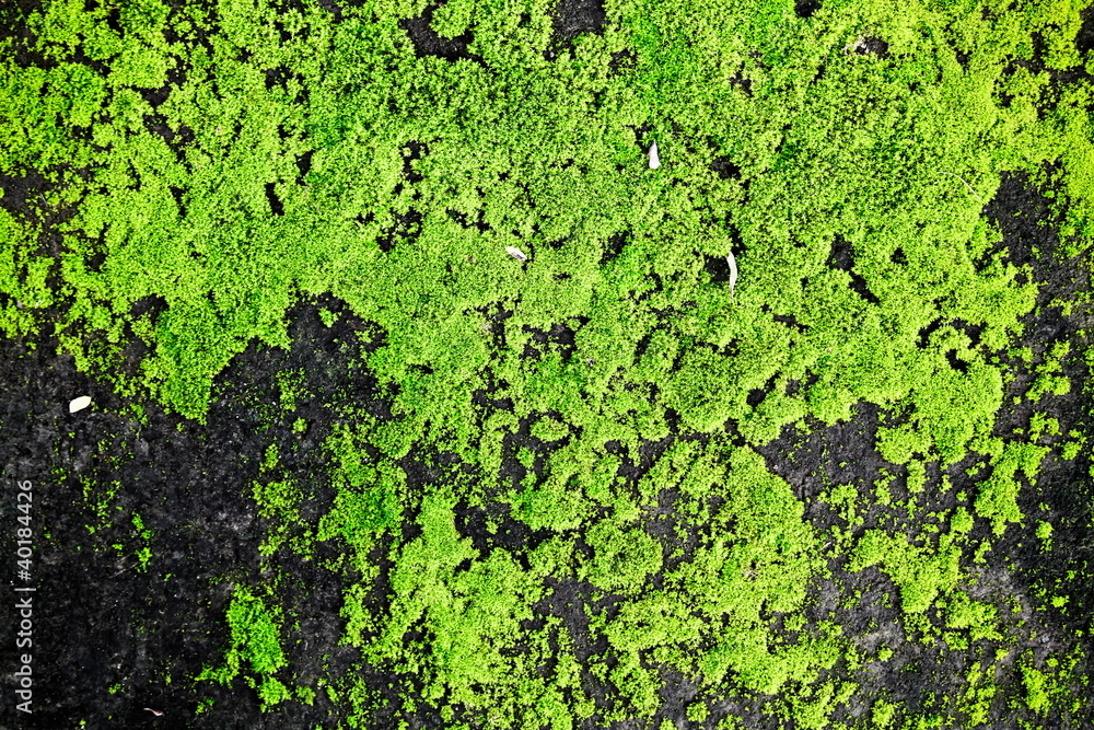 Natural moss texture on old ancient building suitable Natural moss texture on old ancient building suitable