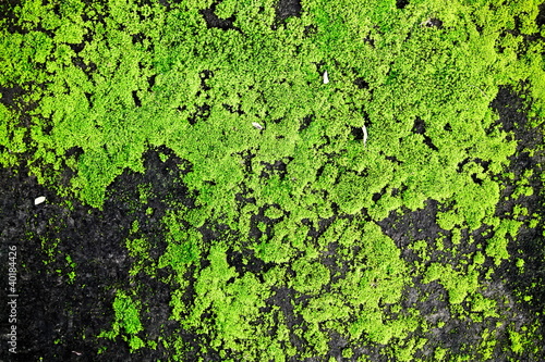 Wallpaper Mural Natural moss texture on old ancient building suitable Torontodigital.ca