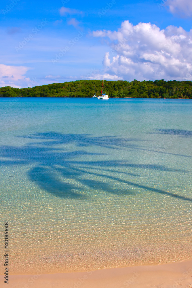 Fototapeta premium Shade palm trees on the sea