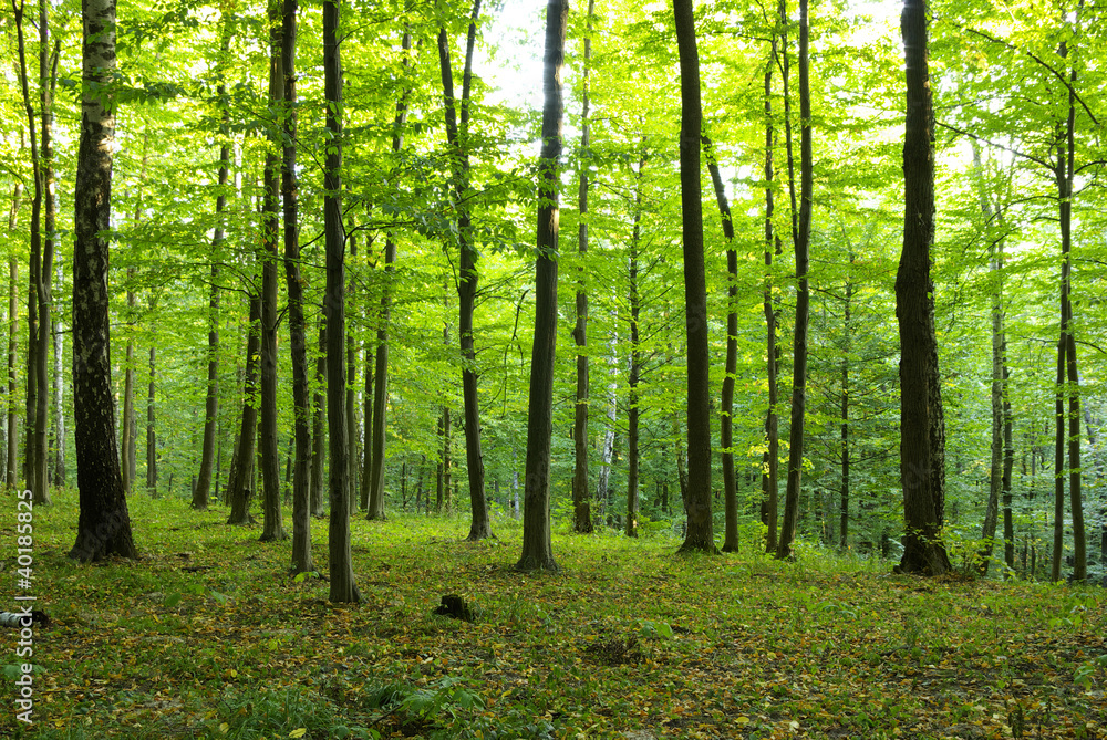 Fototapeta premium forest