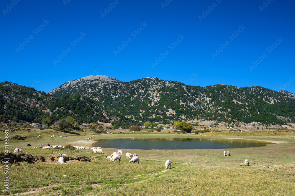 Schafe in Kreta/Griechenland