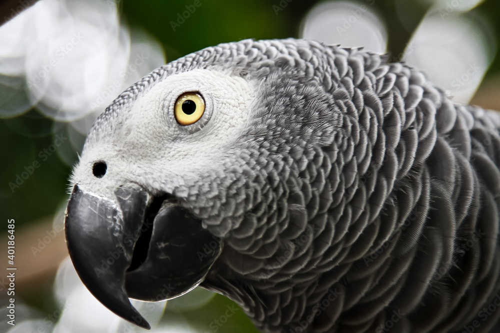 Fototapeta premium African Grey Parrot eating a peanut