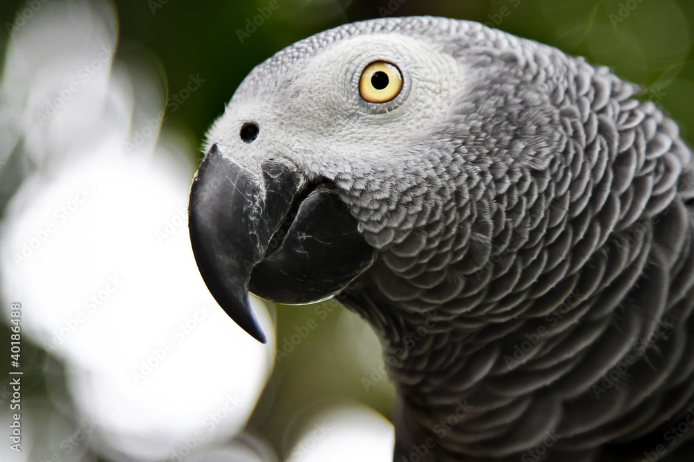 Obraz premium African Grey Parrot eating a peanut