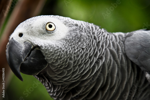 African Grey Parrot eating a peanut