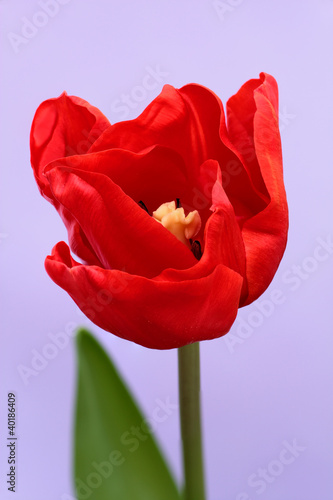 red tulip