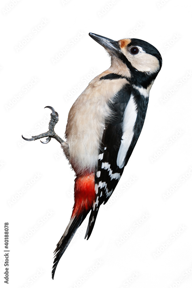 Fototapeta premium Great Spotted Woodpecker isolated on white background