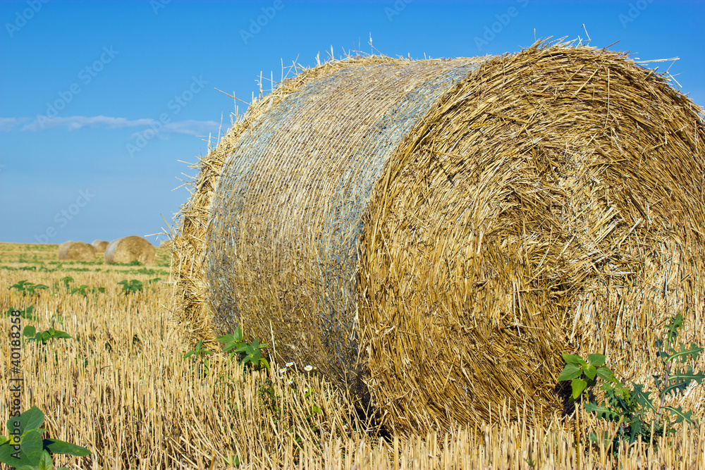 Straw rolls on farmer field in the summer