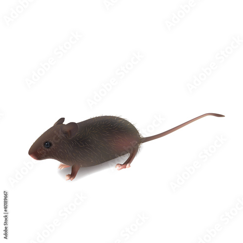 fluffy wild little gray mouse (EPS 8) on white background
