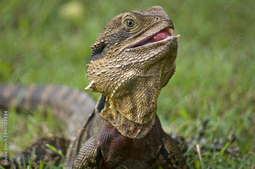 Naklejka premium The Australian lizard, the Eastern Water Dragon.