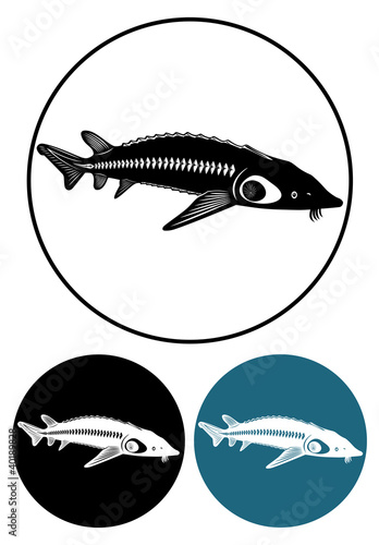 sturgeon