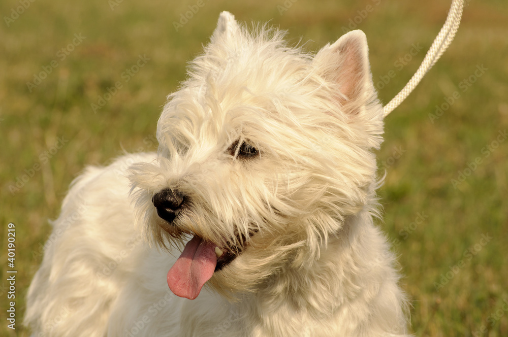 West Highland White Terrier dog