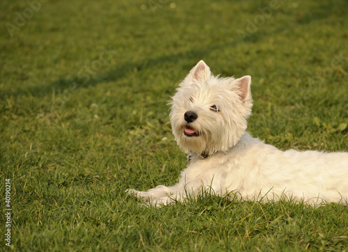 West Highland White Terrier dog relaxing