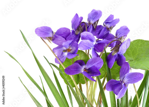 violets in grass