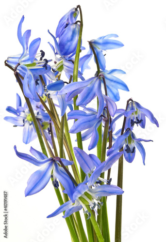 scilla  - blue spring flowers