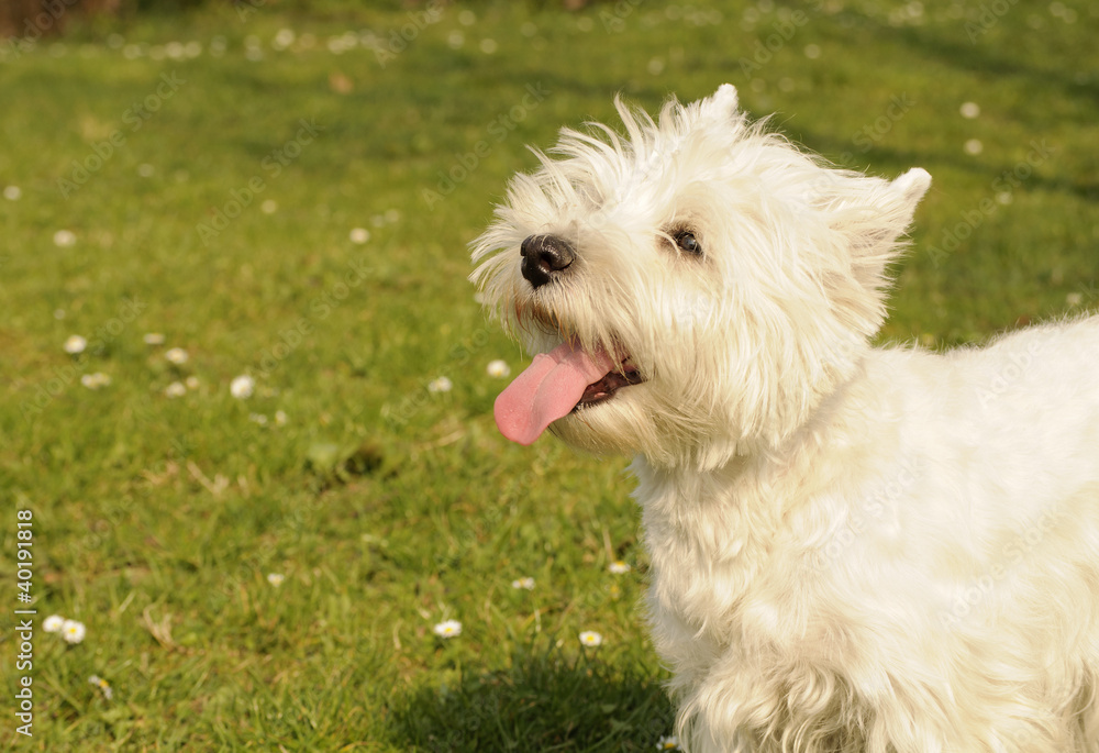 West Highland White Terrier dog