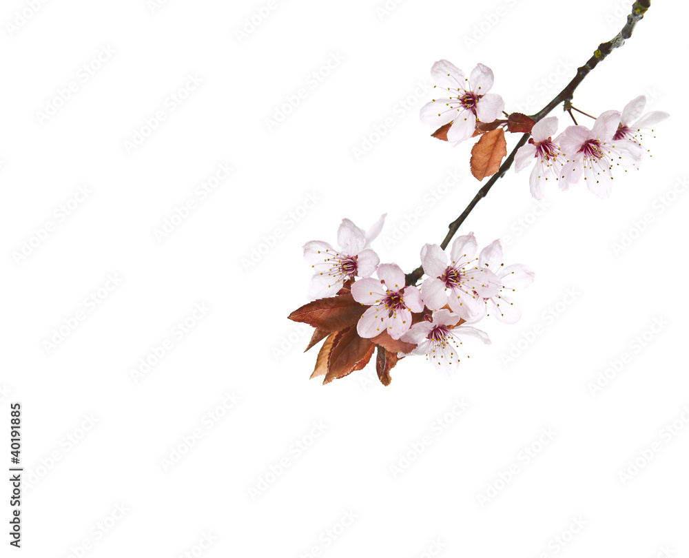 Seasonal Cherry Blossoms