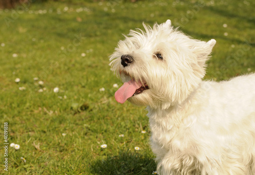West Highland White Terrier dog © fotosmile777