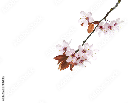 Seasonal Cherry Blossoms