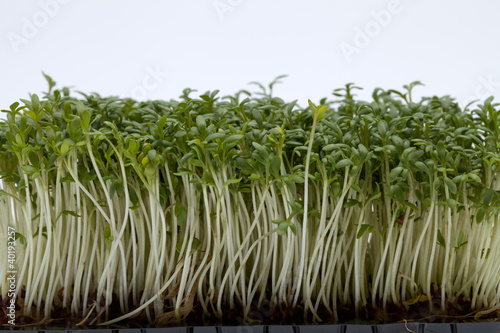 Cress seedlings isolated on white background