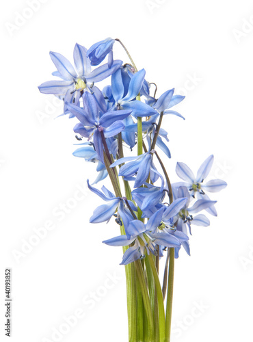 scilla  - blue spring flowers