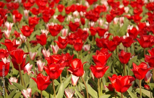 A field with white and red flowering tulips in spring