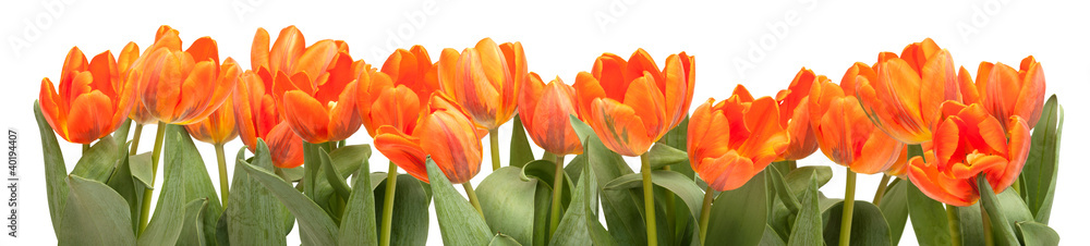 Fototapeta premium Pomarańczowe Tulipany