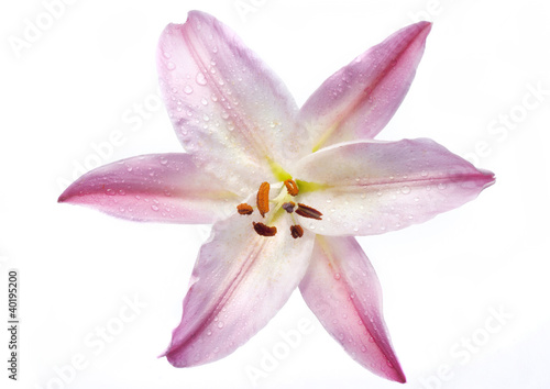 isolated flower on white,a lily