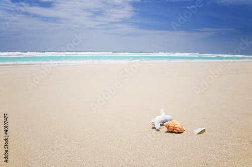 Muschel und Koralle am Strand © Marc Nicke