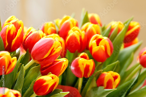 Fototapeta Naklejka Na Ścianę i Meble -  nice tulips