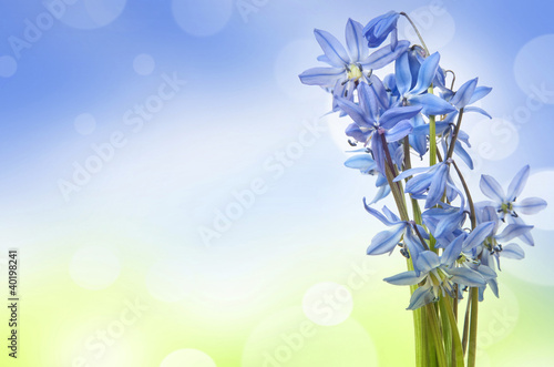 scilla  - blue spring flowers on a bokeh colors background