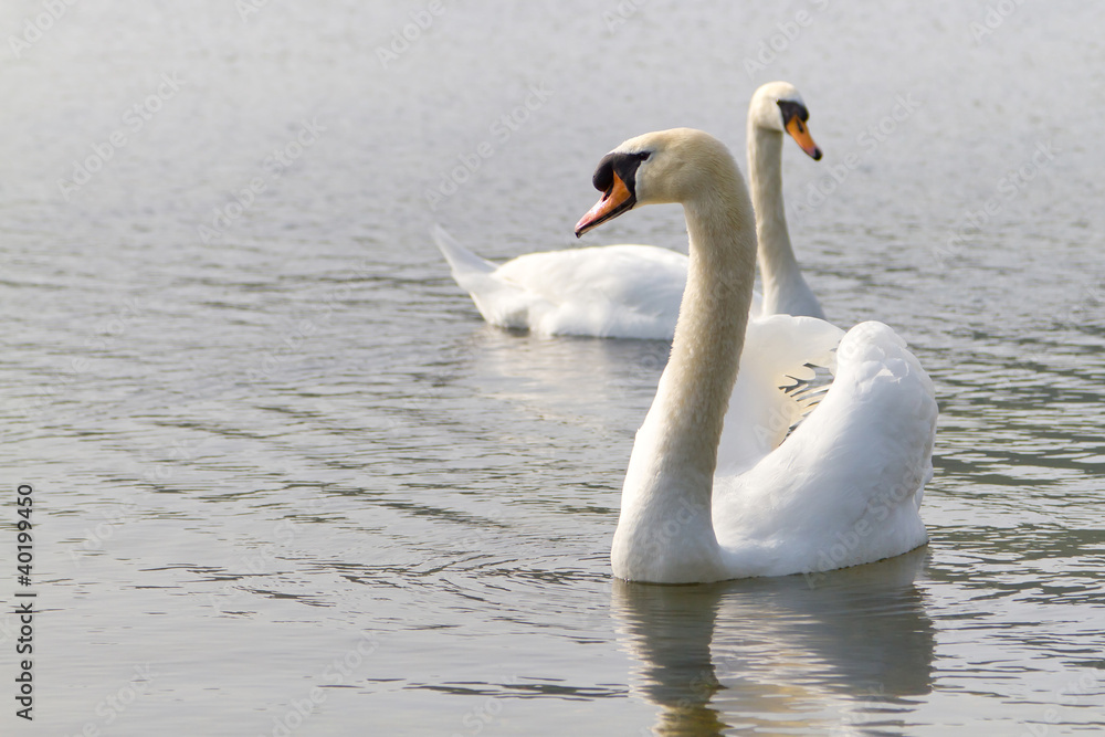 Obraz premium Couple of swans on the lake
