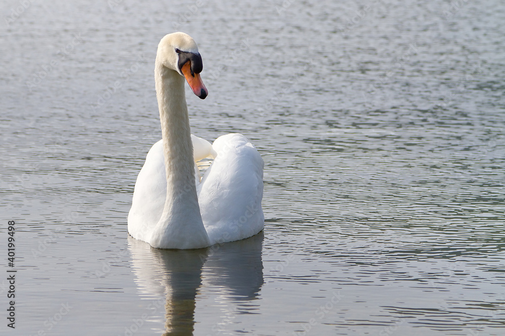 Naklejka premium Beautiful swan on the lake