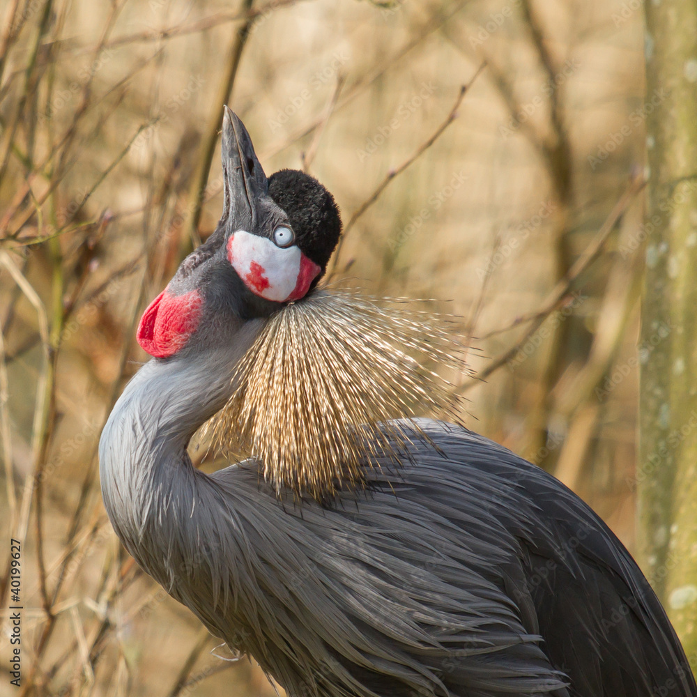 Fototapeta premium A crowned crane