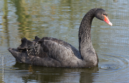A black swan is swimming