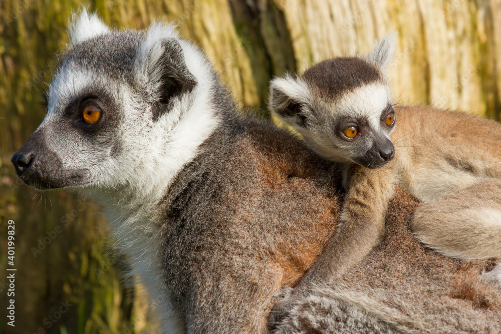 Fototapeta premium Ring-tailed lemur (Lemur catta)