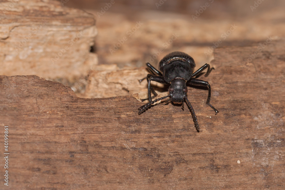 A black beetle A black beetle