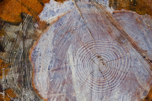 Tree rings