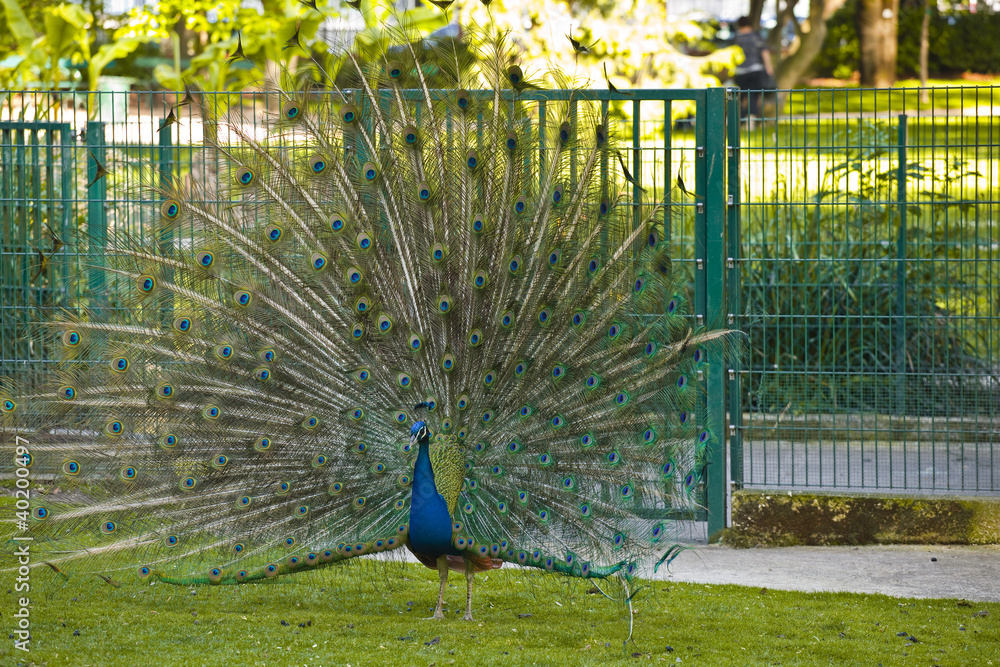 Obraz premium Peacock