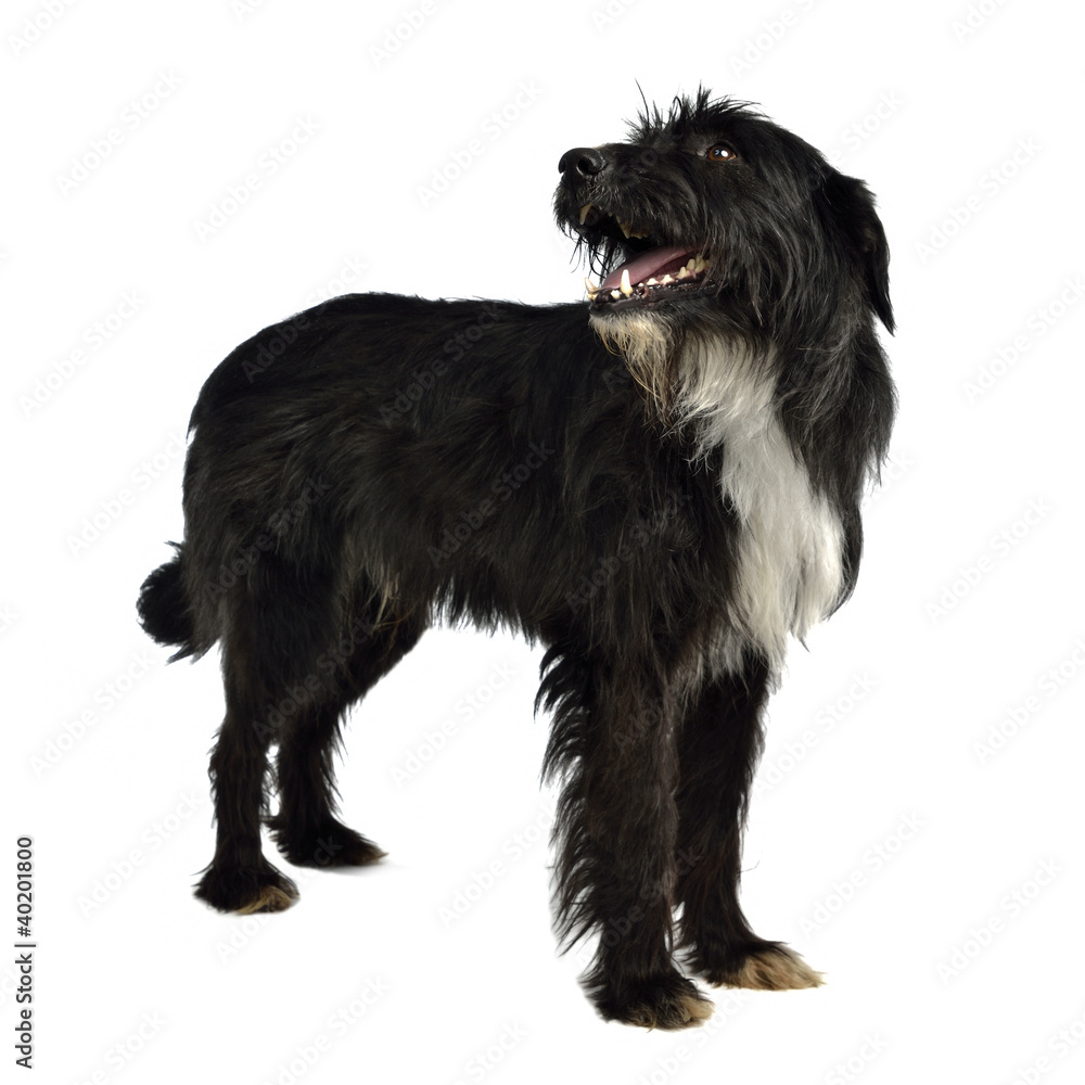 Black shaggy dog standing