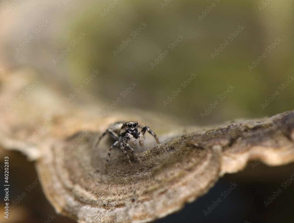 Fototapeta premium Salticus - jumping spider