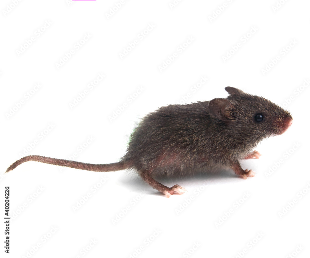 wild little gray mouse on white background wild little gray mouse on white background